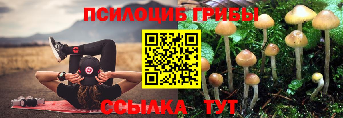 Псилоцибиновые грибы Psilocybine cubensis Абакан